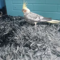 عروس هلندی|پرنده|گنبد کاووس, |دیوار