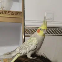 عروس هلندی|پرنده|نظرآباد, نجم آباد|دیوار