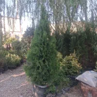 یاس هلندی|گل و گیاه طبیعی|ماهدشت, |دیوار