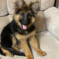 توله ژرمن شپرد شولاین حرفه ایی