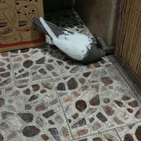 یه جفت سینه ای پاک ماده سینه قهوه ای نر سیاه|پرنده|تهران, افسریه شمالی|دیوار