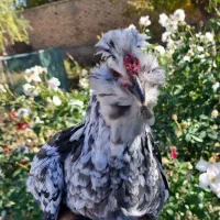 تخم نطفه دار گلین طوسی