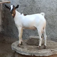 بز سومالی اصل|حیوانات مزرعه|چغادک, |دیوار