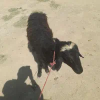 بره نر لخت