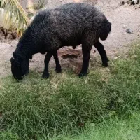 گوسفند