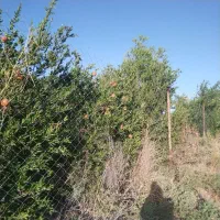 باغ در محدوده مهدیه خوسف