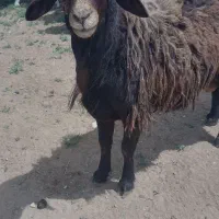 قوچ چهار دندون