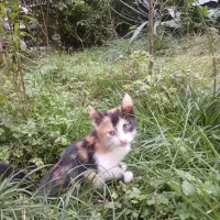 واگذاری ۳ بچه گربه|گربه|لشت نشا, |دیوار