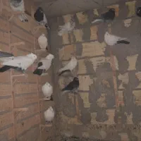 تعدادی کفتر دو رنگ