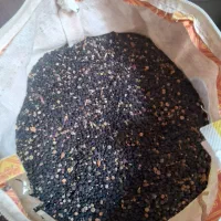 فروش عدس محلی کاشت امسال