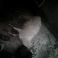 گوسفند ماده