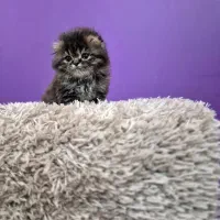 گربه اسکاتیش  ۲ماهه فلد فولد جنسیت نر