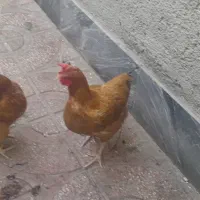 دوعدد مرغ تخم گذار