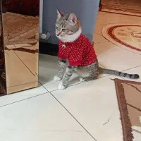 گربه گمشده|حیوانات|گلبهار, شهر جدید گلبهار|دیوار