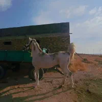 اسب عرب