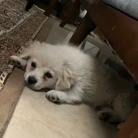 پامر اشپیتز