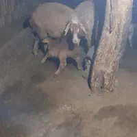 ۲عدد گوسفند بره دار دامازدغ|حیوانات مزرعه|مرادلو, |دیوار