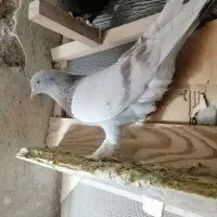 سبز و سوسنی جوون