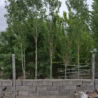 فروش باغ 500 متری در حکیم اباد اسلامشهر|فروش زمین و ملک کلنگی|رباطکریم, حکیم آباد|دیوار