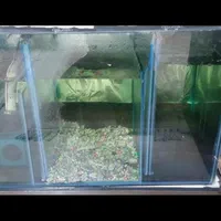 آکواریوم ماهی تمیز و سالم کرج مارلیک|ماهی|کرج, چمران|دیوار