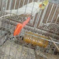 دوتا عروس اهلی