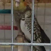 عروس هلندی دستی و رام