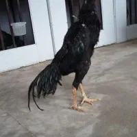 خروس لاری اوشامو
