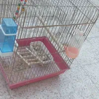 قفس عروس هلندی|لوازم جانبی حیوانات|شیراز, کوشک میدان|دیوار