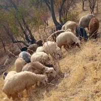 گوسفند جهت فروش