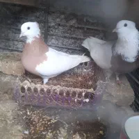 طوقی‌نروماده‌با‌جوجه‌جوان‌وسالم‌به‌شرط‌همچی