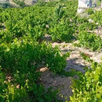 باغ میمی