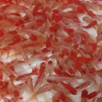 انواع ماهی قرمزگلفیش تلسکوپی عید ارسال همه شهرها|ماهی|رشت, بیجارپس|دیوار