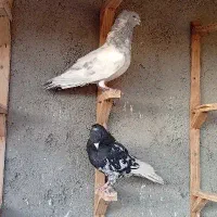 کبوترصید|پرنده|مشهد, محمدآباد|دیوار