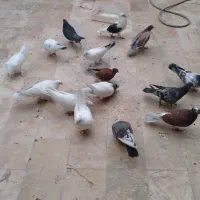 ۲۰عددکفتر کاروجوجه پرشی وزینی قیمت توافقی