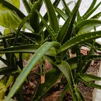 گل های بسیار شاداب|گل و گیاه طبیعی|خوی, |دیوار