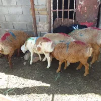 بره نر چینی سبک وزن