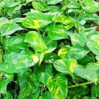 انواع گل و گیاه