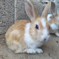 بچه خرگوش