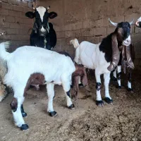 بز افغانی دوعدد نر هویزه|حیوانات مزرعه|اهواز, بهارستان|دیوار