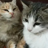 گربه ی خونگی