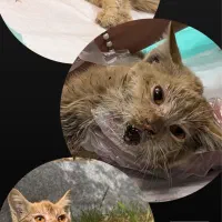 واگذاری گربه|گربه|شیراز, کوشک میدان|دیوار