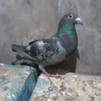 ۳نرکفتر|پرنده|نیمبلوک, |دیوار