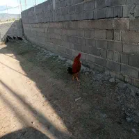 مرغ تخمگذار و خروس درجه یک بالای 9 ماه