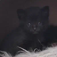 گربه بمبئی و پرشین