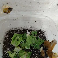 حلزون|خزنده|نیشابور, بنیاد شهید|دیوار