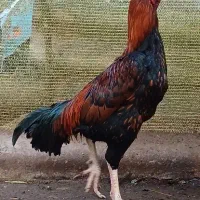 خرورس لاری|حیوانات مزرعه|خمام, |دیوار