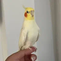 عروس هلندی همه چیز تموم|پرنده|خرمدره, |دیوار