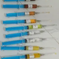 عروس هلندی رام|پرنده|سنندج, |دیوار