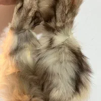 پوست سمور|صنایع دستی و سایر لوازم تزئینی|رشت, گلباغ نماز|دیوار