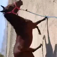 اسب|اسب و تجهیزات اسبسواری|همایجان, |دیوار